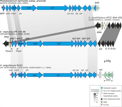 Vibrio neptunius Produces Piscibactin and Amphibactin and Both Siderophores Contribute Significantly to Virulence for Clams